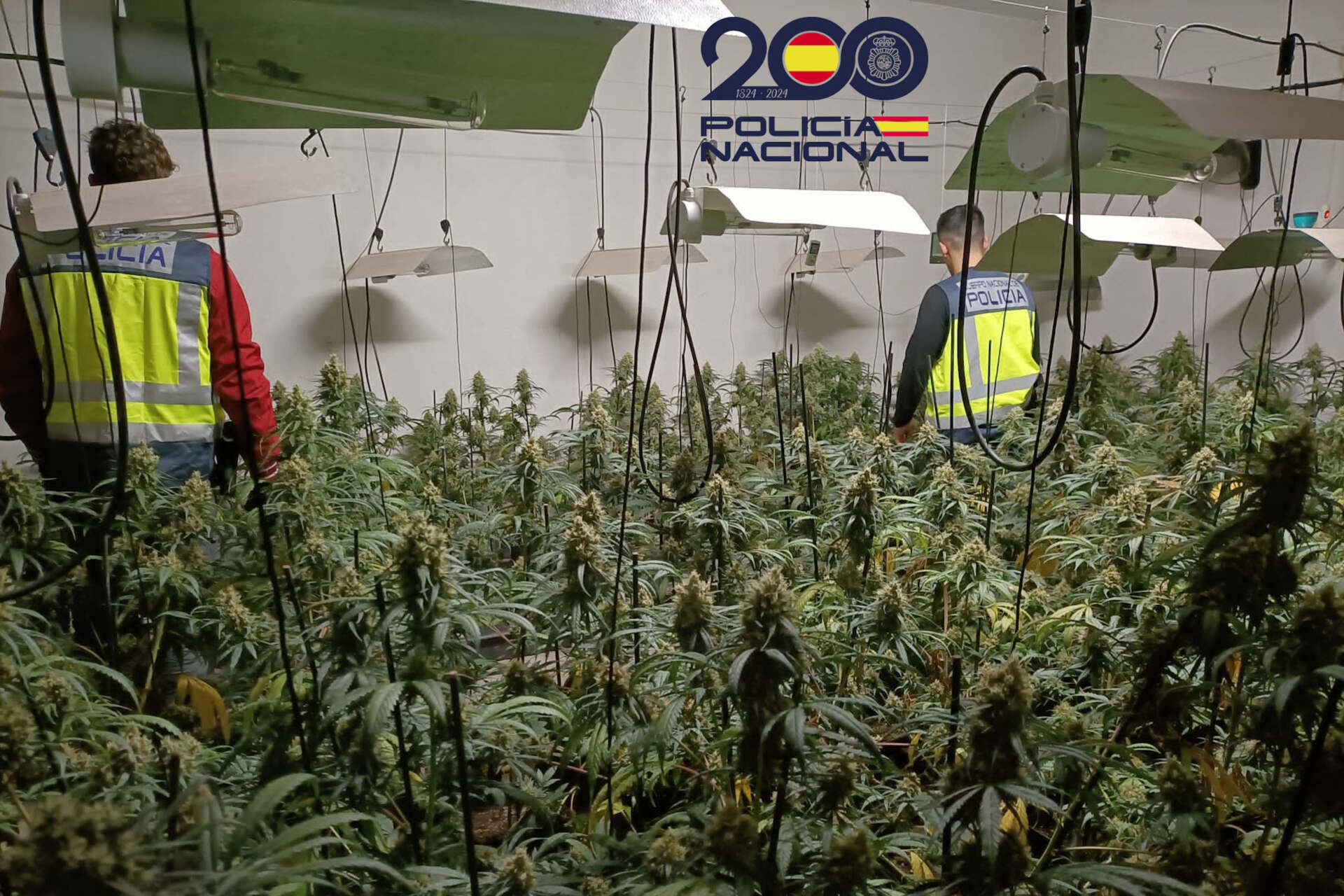 La Policia Nacional desmantella un cultiu il·legal de marihuana en una masia de Quart