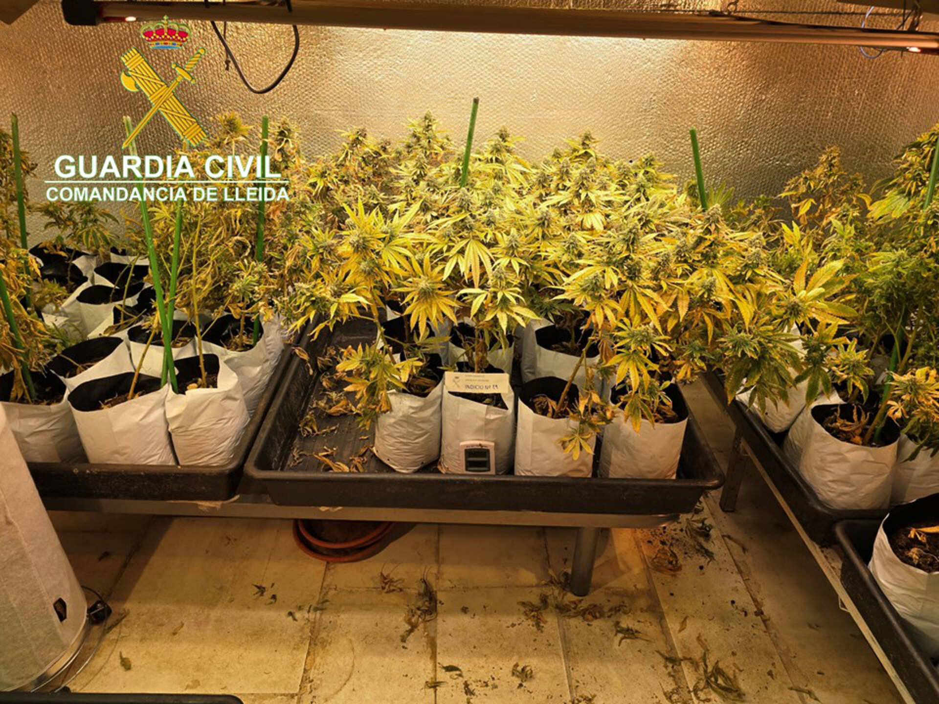 Fotos: Troben en una casa d’Alcarràs centenars de plantes de marihuana