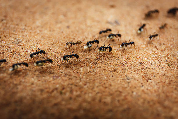 El candidat a les eleccions catalanes que té formigues com a mascotes