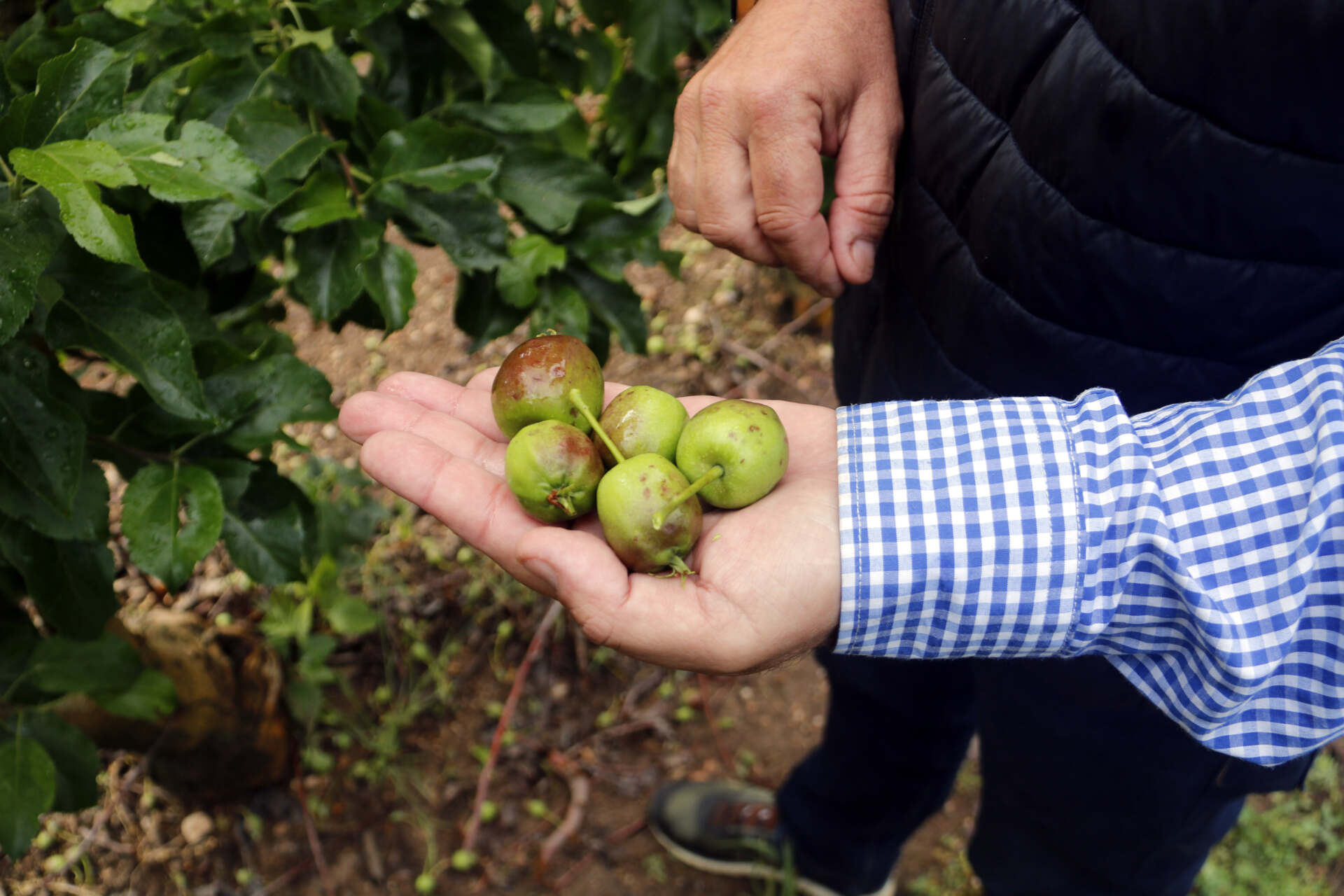Una pedregada afecta cultius de fruita amb danys fins al 50% en punts de Lleida