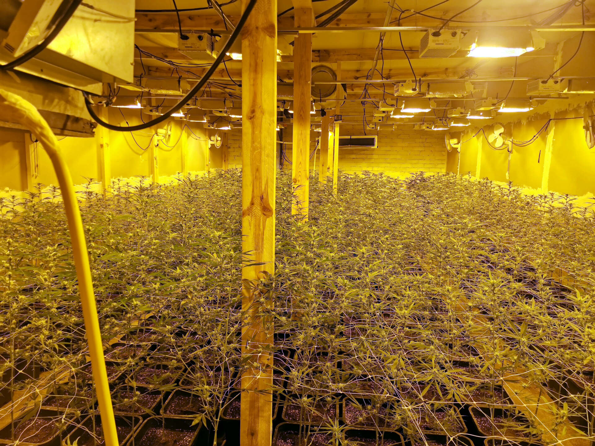 Enxampats dos homes al Solsonès per cultivar milers de plantes de marihuana