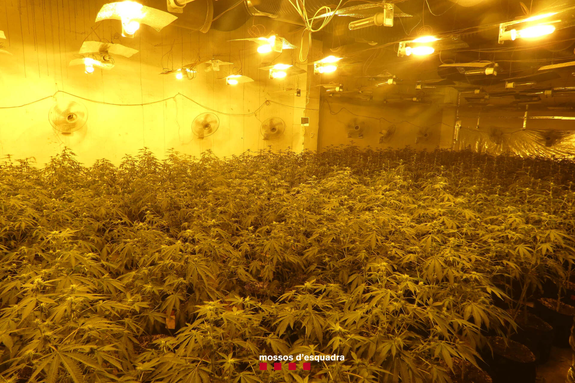 Troben més de 2.000 plantes de marihuana en una nau de la Noguera