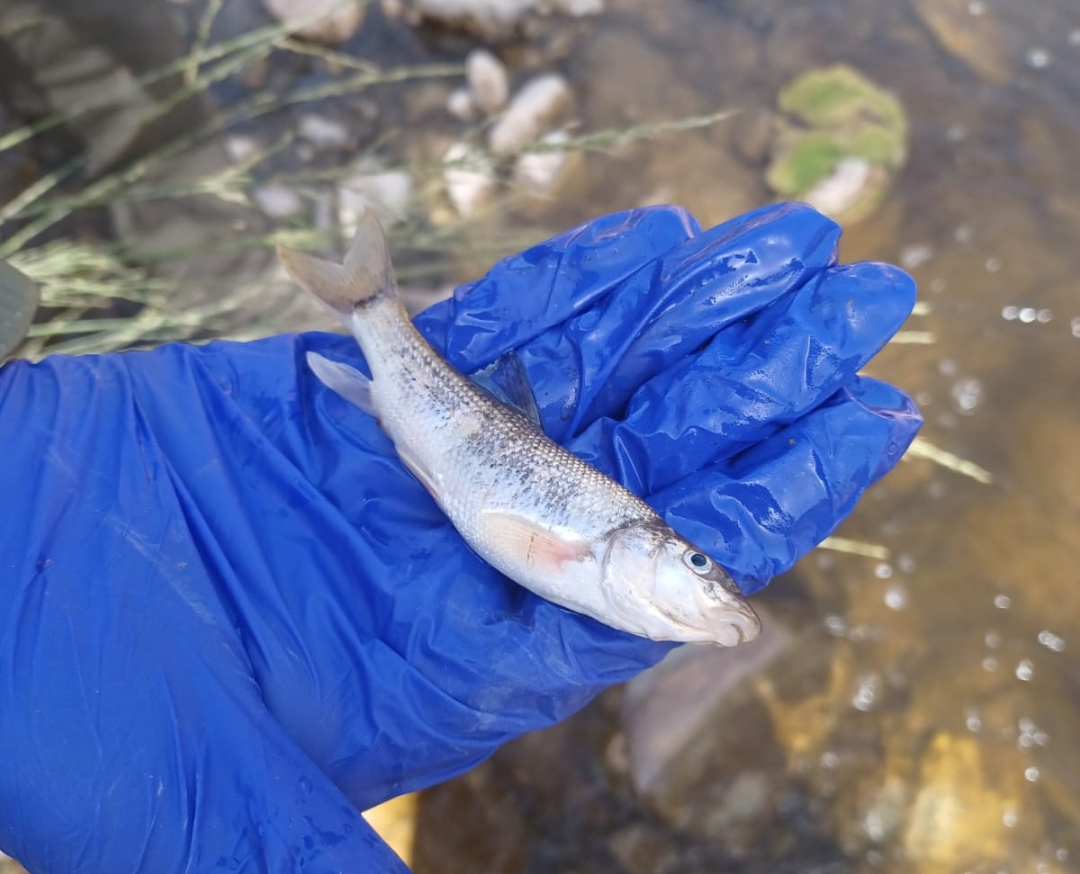 Fotos: Un vessament de purins provoca la mort de 200 peixos al Pallars