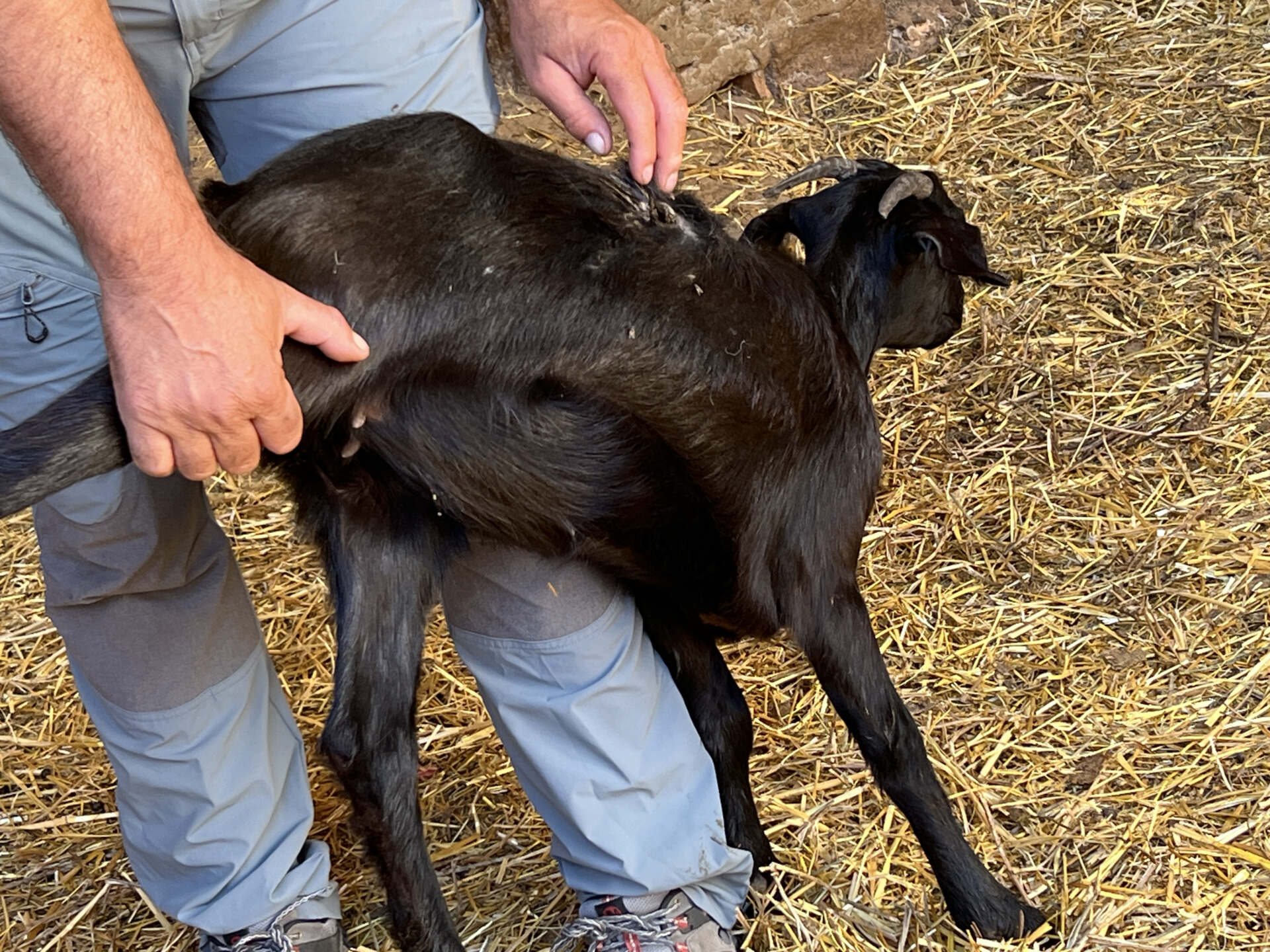 Concentració de ramaders al Pallars per denunciar els atacs de gossos