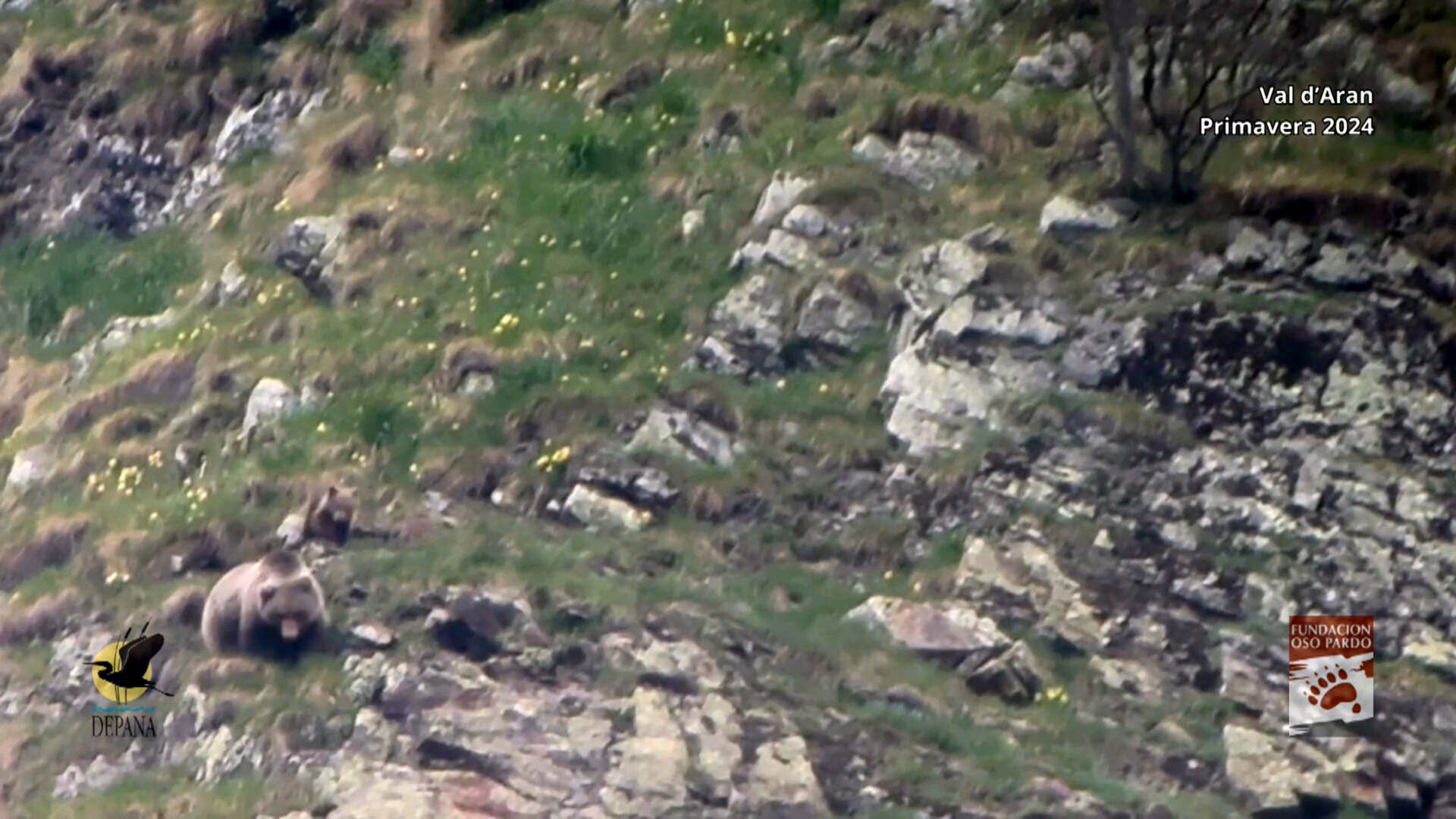 Foto: Detecten dues famílies d’ossos amb cadells al Pirineu lleidatà