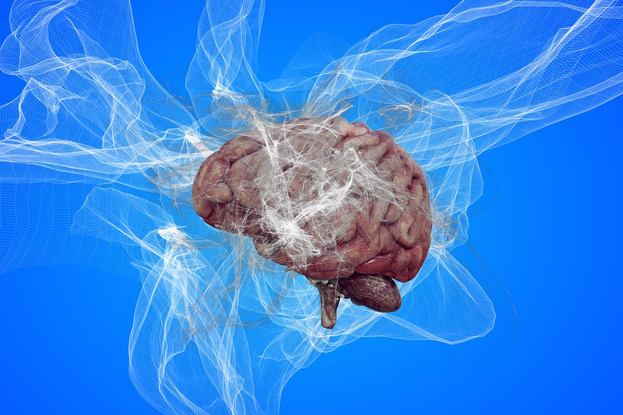 Nou descobriment català sobre l’Alzheimer: El flux sanguini del cervell disminueix en etapes asimptomàtiques